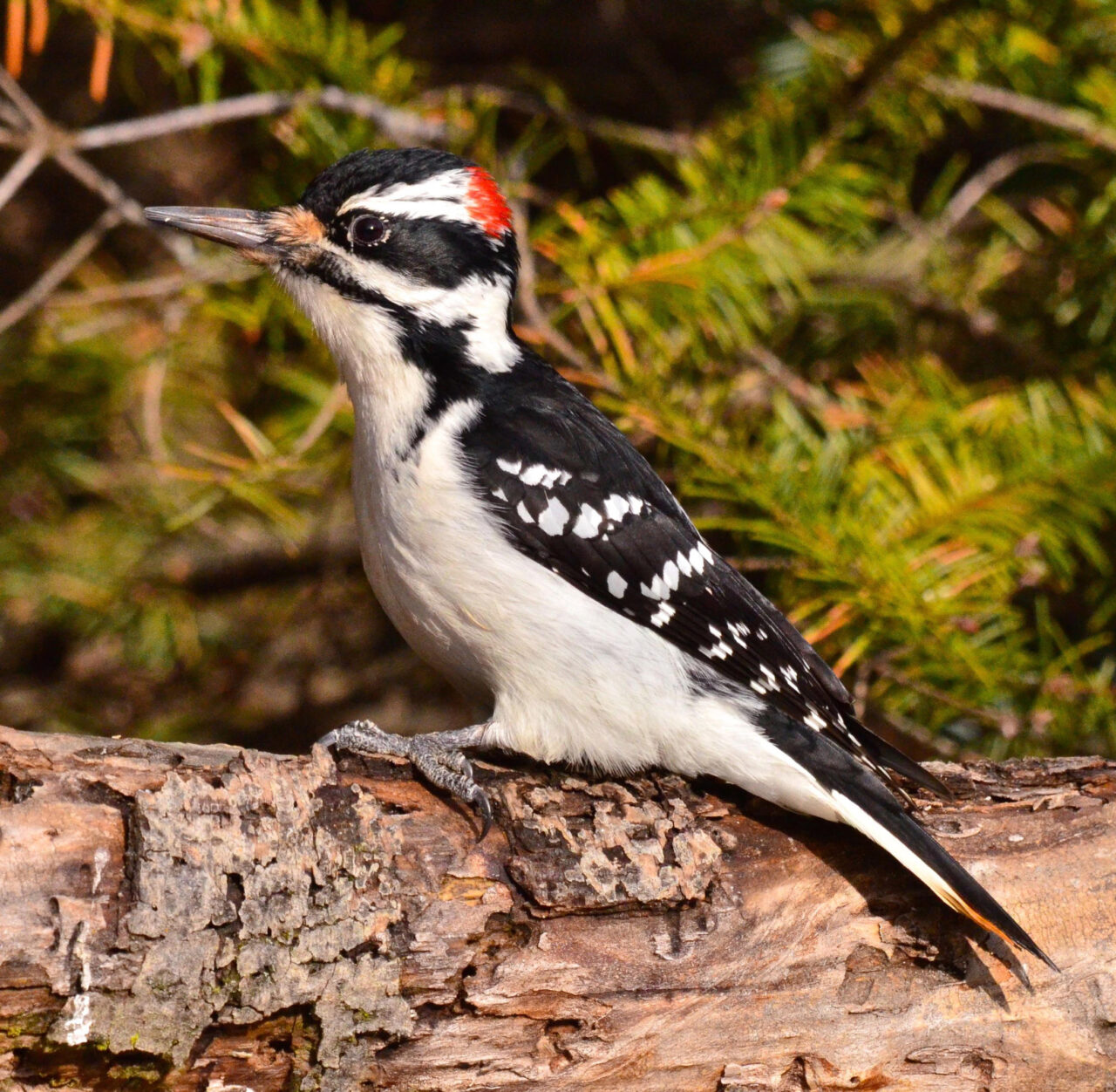 Woodpeckers 