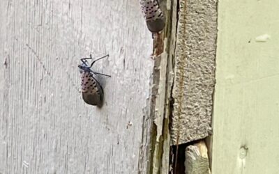 Spotted Lanternfly