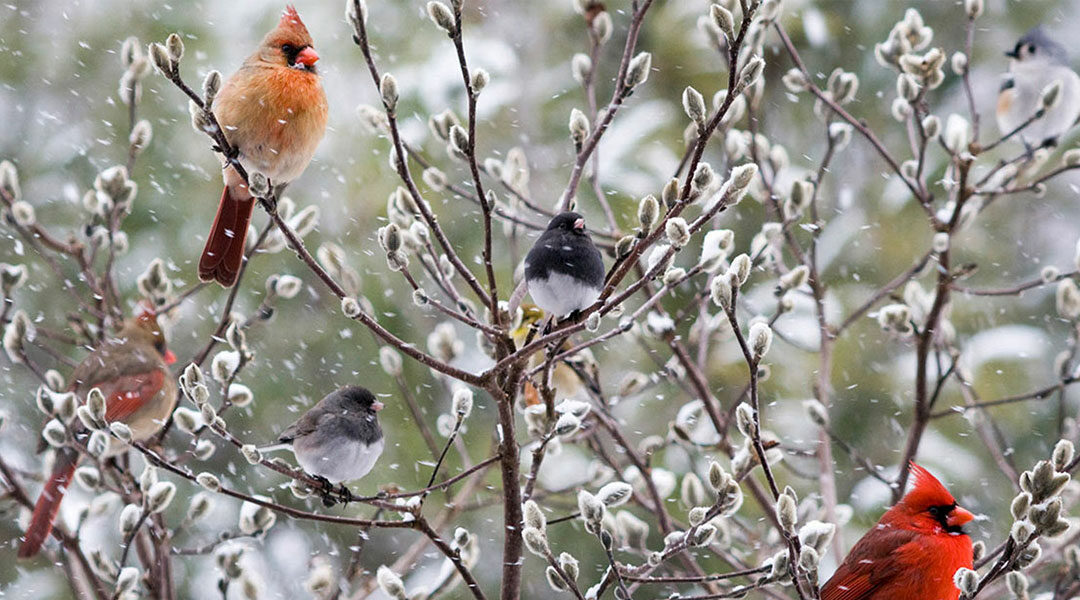 Make 15 Minutes Matter for Birds